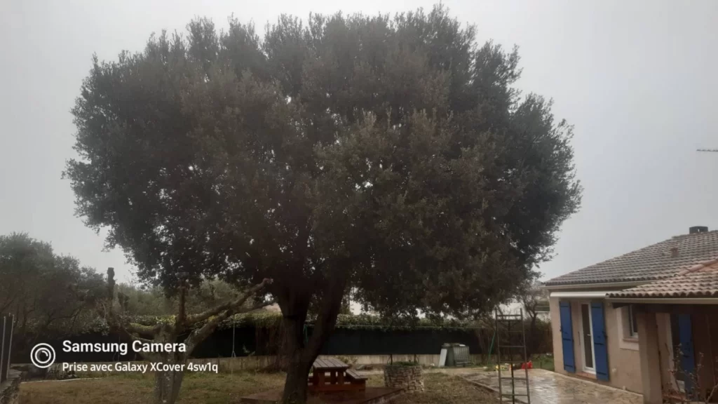 Chantiers de taille de chenes vert et blancs et de cypres Bouches du Rhone