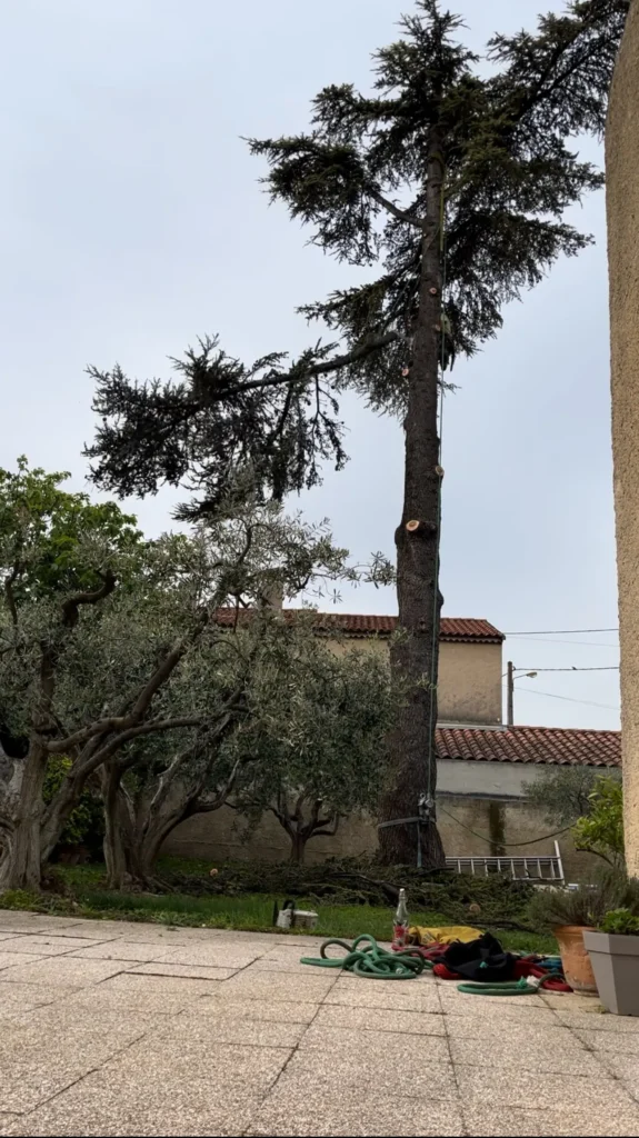 Abattage d’un cèdre en techniques de rétention au-dessus d’une piscine à Rognac