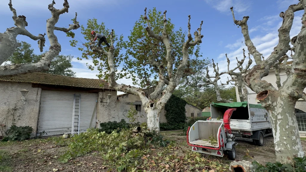 Elagage-en-tete-de-chat-de-9-platanes-Gignac